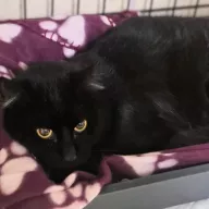 Karbon 0957/25 - samiec, 1 rok