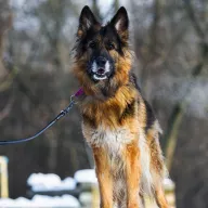 Fiona 1122/25 - samica, 8 lat