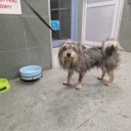 Dexter 0082/26 - samiec, 6 lat