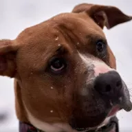  0103/26 - samiec, 5 lat