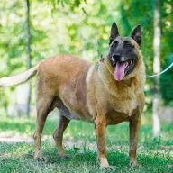 Ozzy 0701/25 - samiec, 10 lat