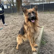 Krzyś 1185/25 - samiec, 1 rok