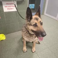  1348/25 - samica, 8 lat