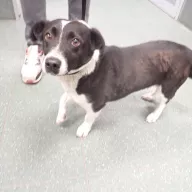  1351/25 - samiec, 5 lat