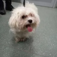  1322/25 - samica, 1 rok