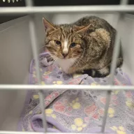  1018/25 - samica, 2 lata