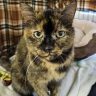 Jola 1091/25 - samica, 7 lat