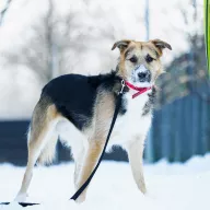 Ernie 1232/25 - samiec, 1 rok