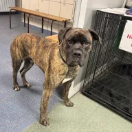  1201/25 - samiec, 4 lata