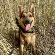 Fabio 1246/24 - samiec, 2 lata