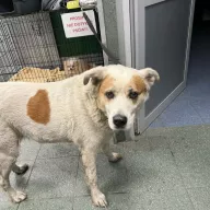  1347/25 - samica, 11 lat