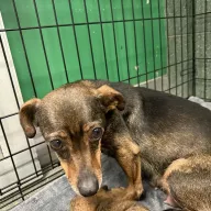  0011/26 - samica, 2 lata