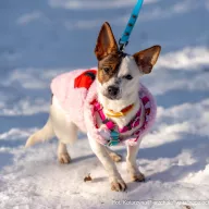 Sunny 1354/25 - samica, 3 lata