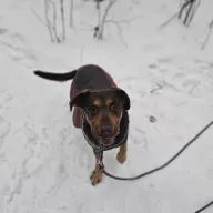 Stefan 1317/25 - samiec, 6 lat