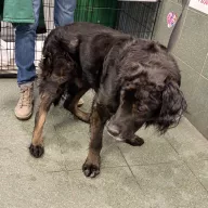  0052/26 - samiec, 10 lat