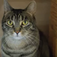 Batorek 0136/25 - samiec, 3 lata