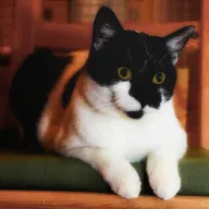 Ukulele 0242/25 - samiec, 8 lat