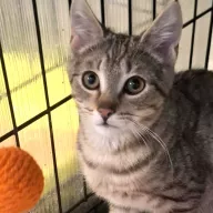 John Lennon 1039/25 - samiec, 4 miesiące