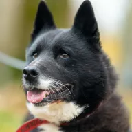 Apo 1092/25 - samiec, 8 lat