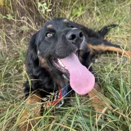 Howie 0809/25 - samiec, 1 rok