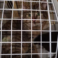  0076/26 - samiec, 1 rok