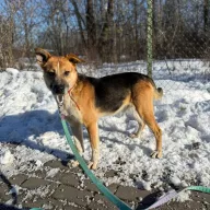 Jimmy 0075/26 - samiec, 3 lata