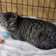 Borja 1004/25 - samiec, 7 lat