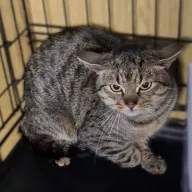 Brandon 0042/26 - samiec, 1 rok