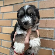 Wigilia 1306/25 - samica, 1 miesiąc