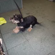  1357/25 - samica, 6 miesięcy