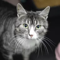 Leo 0975/25 - samiec, 5 lat