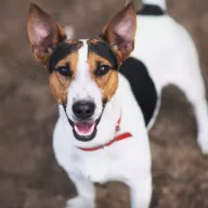  0129/26 - samiec, 1 rok