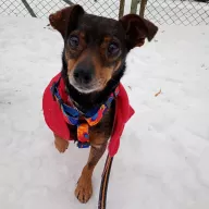 Śliwka 0011/26 - samica, 3 lata