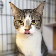 Klara 0071/26 - samica, 2 lata