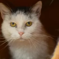 Jokka 0323/25 - samica, 8 lat