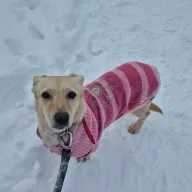 Pamela 1302/25 - samica, 4 lata