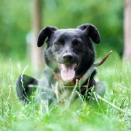 Ajkon 1100/25 - samiec, 3 lata