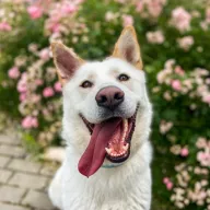 Hunter 0861/21 - samiec, 5 lat