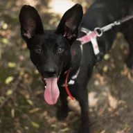 Peso 0737/25 - samiec, 1 rok