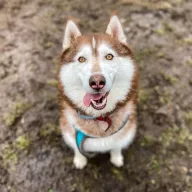 Conan 1183/17 - samiec, 10 lat