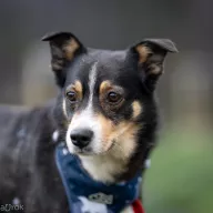 Bravo 1150/25 - samiec, 5 lat