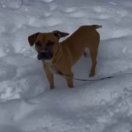 Elmo 1192/25 - samiec, 3 lata