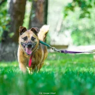 Greco 0828/25 - samiec, 11 lat