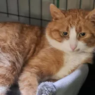 Laluś 1089/25 - samiec, 6 lat