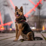 Django 1611/23 - samiec, 6 lat