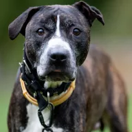 Heniek 0626/25 - samiec, 10 lat