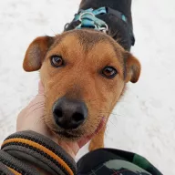 Tinder 0086/26 - samiec, 1 rok