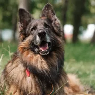 Hagrid 0973/24 - samiec, 8 lat