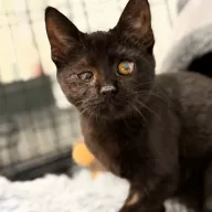 Midnight 1042/25 - samica, 5 miesięcy