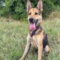 Brik 0788/22 - samiec, 7 lat